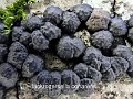 Jackrogersella coharens-amf122